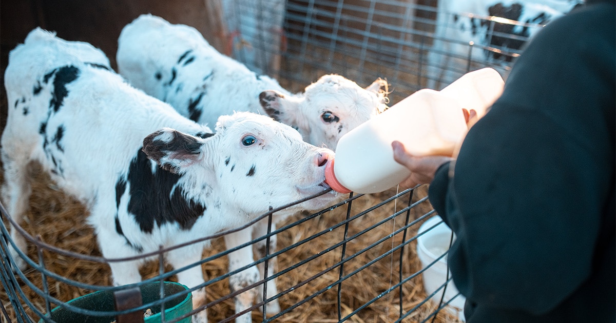 Cow Milk-Based Baby Formula May Kill